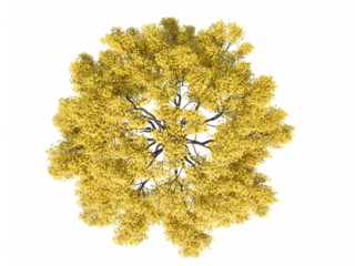 European Pear yellow top view png alpha chanel