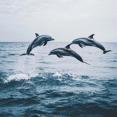 Fototapeta premium Dolphins Jumping Out of the Ocean in Clear Waters