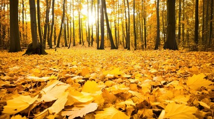 Golden Autumn Leaves Blanket a Serene Forest Floor