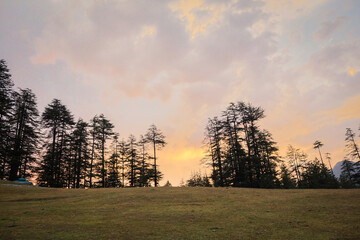 Photo of deodar tree in himalayas, sainj valley, himachal pradesh, india