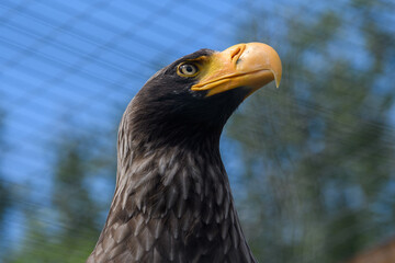 Eagle’s Gaze. Majestic Eagle: A Close-Up. Eagle’s Gaze