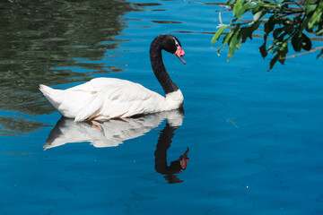 Reflection of Elegance. Graceful Swan Glides on Serene Waters. Reflection of Elegance