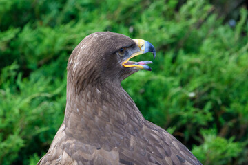 Eagle’s Gaze. Majestic Eagle in Natural Habitat