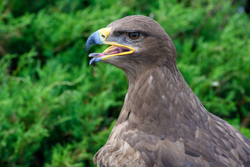 Eagle’s Gaze. Majestic Eagle Profile Amidst Greenery