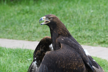 Eagle’s Gaze. Eagle’s Gaze: Intensity in the Wild