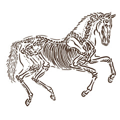 horse skeleton transparent vector illustration sketch