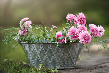 blooming pink Chrystanthemums flowers in a rustic planted outdoors in a garden