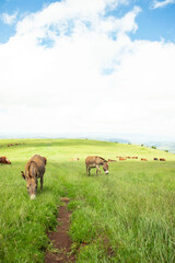 Livestock feeding in the pasture on the hills