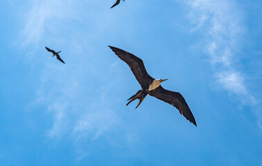 Skyward Flight. Graceful Gliders: Birds Soar Against Blue Sky