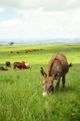 Livestock feeding in the pasture on the hills