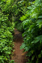 A footpath in the forest