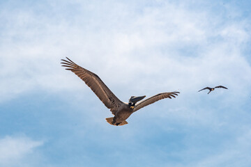 Majestic Raptor Soars High, Companion Bird Trails Behind