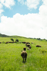 Livestock feeding in the pasture on the hills