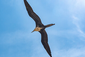 Majestic Frigatebird Soars in Clear Blue Sky