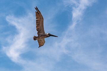Skybound SolitudeGraceful Glider: A Bird Soars High in the Clear Blue Sky