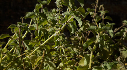 Ajwain flower blooming in garden. Selective focus. 