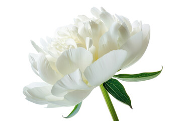Fototapeta premium White peony flower, isolated on white background.