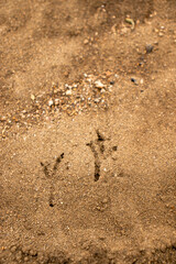 A bird's footprint in the sand fresh in the morning