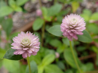 Obraz premium Globe amaranth or Gomphrena globosa, Globe Amaranth, Bachelor Button