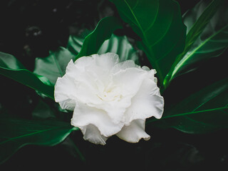 Tabernaemontana divericata (L.) R.Br. ex Roem.