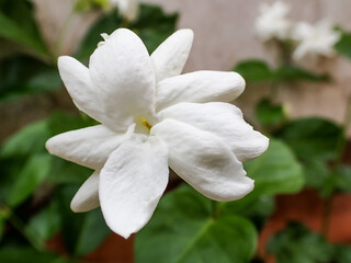 Beautiful Jasminum sambac (melati putih). Close up of White jasmine, Jasminum sambac or Arabian jasmine, Grand Duke of Tuscany, beautiful white flower and green leaves, aroma.