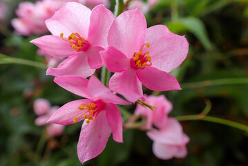 Close Up Coral Vine or Antigonon Leptopus Flowers or Agarradinha or Mexican creeper or Pink Rose.