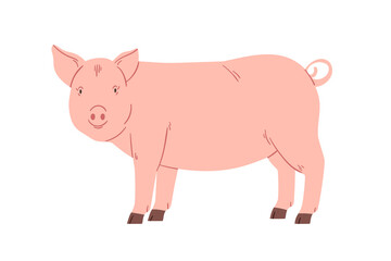Fototapeta premium Pig, domestic farm animal. Swine, rural country livestock. Countryside village fauna. Domesticated piggy looking. Flat graphic vector illustration isolated on white background