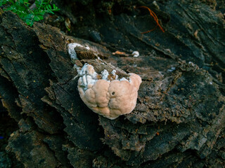 brain fungus on the remains of rotten felled trees. brownish white fungus on trees. White wild fungus on the tree. Top angle. Flat lay