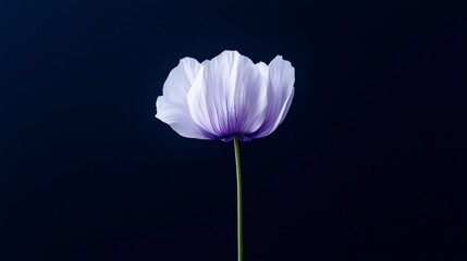 Single white flower on a long stem against a dark background