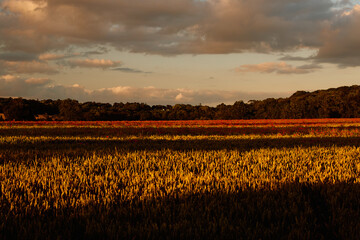 A wheat field with poppies in late summer evening with long shadows.