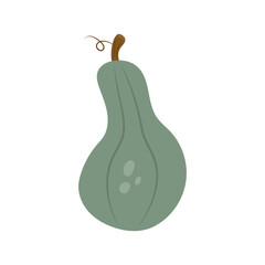 Ripe green pumpkin isolated on white background. 