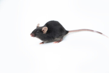 Small laboratory black mouse on white background