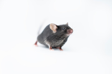 Small laboratory black mouse on white background