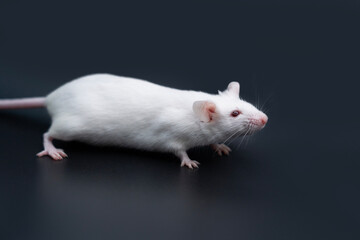  white laboratory mice on black background