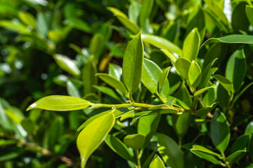 Obraz premium Beautiful fresh leaves, natural green space