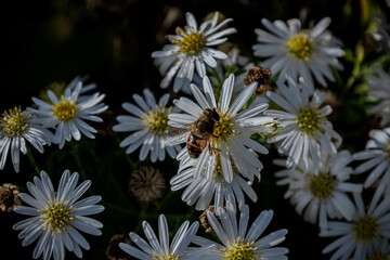 Fototapeta premium chamomile and fly