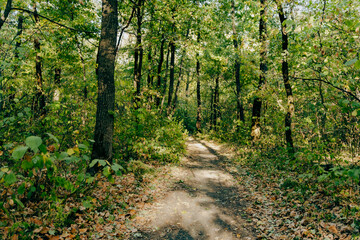 Sunlight filters through trees on a quiet forest path covered in autumn leaves during a serene afternoon stroll