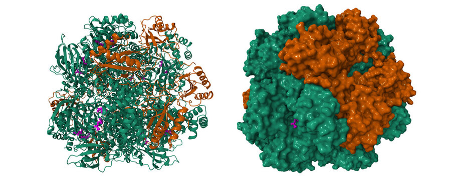 Activated spinach rubisco in complex with the product 3-phosphoglycerate (pink). 3D cartoon and molecular surface model, PDB 1aa1