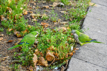 Spain. Barcelona. Birds in the city. Parrot