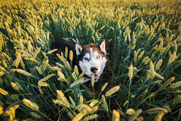 Happy adult husky doggy in a field with growing wheat. Wide angle lens photo. © Dmitri