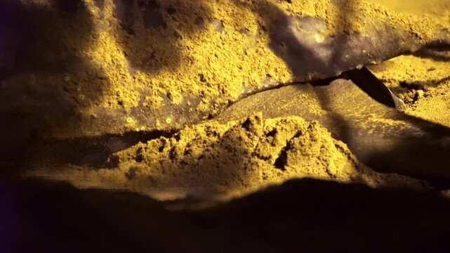 Close-up of Leatherback sea turtle with flippers covering nest with eggs after laying eggs on Sandy Beach, Tobago.