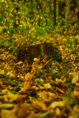 A moss-covered stump surrounded by fallen leaves in a serene forest during autumn