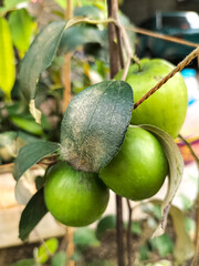 Side view of green jujube ready to harvest. Selective focus.
