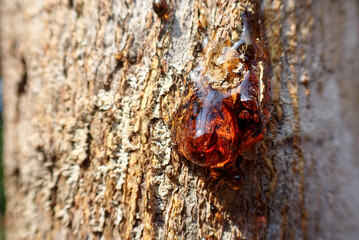beautiful drop of resin on pine bark. Drop of Resin on Tree - Tree Sap Liquid That Comes Out from Tree.