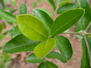 green leaves. Tropical green leaf texture background. Bengal Currant, Christ's Thorn .