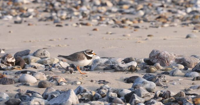 Great Ringed Plover on ia beach