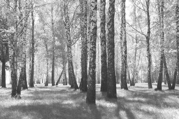 black-and-white photo with white birches