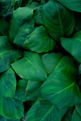 Fototapeta premium leaves of Spathiphyllum cannifolium, abstract green texture, nature background, tropical leaf.