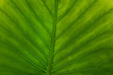 abstract tropical leaf textures on dark tone, natural green background.