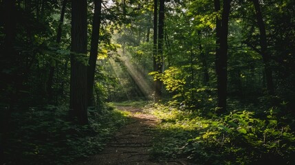 Naklejka premium Sunbeams Illuminating Forest Path